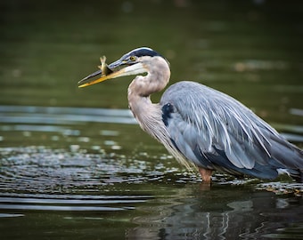 Grauer Reiher mit Fisch