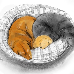 Pet portrait