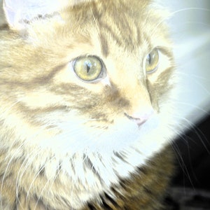 Freddie