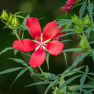 Texas Star Hibiskussamen | Scharlachrote Sumpfmalve | Mehrjährige Showstopper | Bestäuber Magnet | 25 Samen
