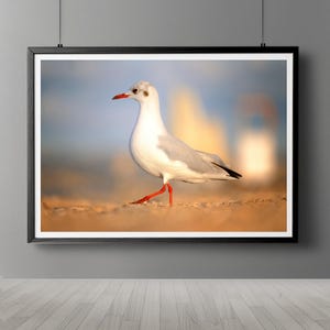 Möwe am sandigen Strand Fotografie Druck – Küsten Vogel Wand Kunst für Strand Dekoration, Küsten Tier Fotografie, Wildtier Kunst, am Meer