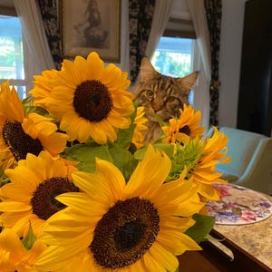 May include: A bouquet of bright yellow sunflowers in a white vase with a brown tabby cat peeking out from behind the flowers.