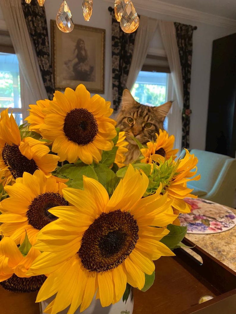 May include: A bouquet of bright yellow sunflowers in a white vase with a brown tabby cat peeking out from behind the flowers.