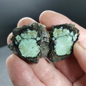 May include: Two pieces of raw turquoise stone, held in a hand. The turquoise has a light blue-green color with dark matrix patterns. The surrounding rock is dark gray and rough in texture.