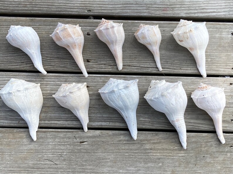 Set of 10 Whelk Shells 5.5-7