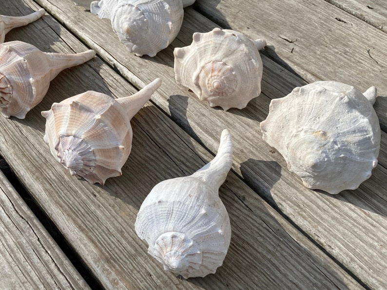 Set of 10 Whelk Shells 5.5-7