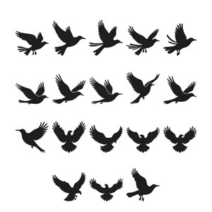 Puede incluir: Una colección de diecinueve siluetas negras de aves en varias posiciones de vuelo, incluyendo alas extendidas, alas plegadas y posturas de picado, dispuestas en una cuadrícula sobre un fondo blanco para una clara identificación visual.