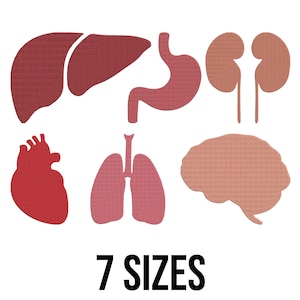 May include: A set of seven different human organ shapes, including the heart, lungs, brain, kidneys, stomach, and liver. The organs are all cut out of a pink and red felt-like material.