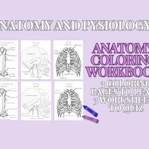 Educational Anatomy Coloring Page | Fun Anatomy Notes | College Anatomy and Physiology Workbook | Study Guide | Kids Coloring Book
