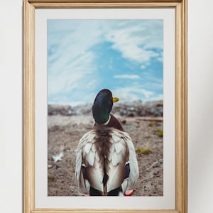 Puede incluir: Una fotografía enmarcada de un pato silvestre de pie en un camino de tierra, de espaldas a la cámara. El pato tiene la cabeza verde y el cuerpo marrón y blanco. El fondo es un cielo azul con nubes blancas.