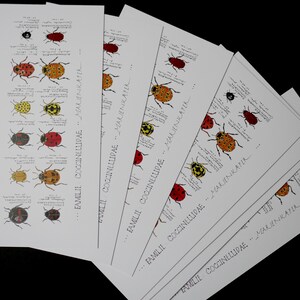 3 Kalligrafie Zeichnung Postkarten Käfer Din lang gedruckt /  Geschenk für Mutter Oma Freundin Tochter / Freude Ostern Frühling Frühjahr