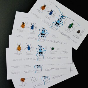 3 Kalligrafie Zeichnung Postkarten Käfer Din lang gedruckt /  Geschenk für Mutter Oma Freundin Tochter / Freude Ostern Frühling Frühjahr