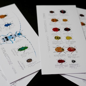 3x2 Kalligrafie Zeichnung Postkarten Käfer Din lang gedruckt /  Geschenk für Mutter Oma Freundin Tochter / Freude Ostern Frühling Frühjahr