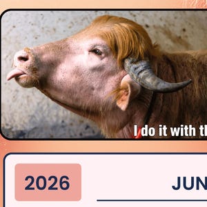 Puede incluir: Una página de calendario de junio de 2026 con una fotografía de un búfalo de agua de color marrón claro con un cuerno curvado y la lengua fuera. El texto "I do it with this." está impreso en la esquina inferior derecha de la foto.