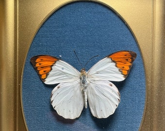 Vintage Framed Orange White Hebomoia Butterfly Entomology Mounted Taxidermy Nature Showcase