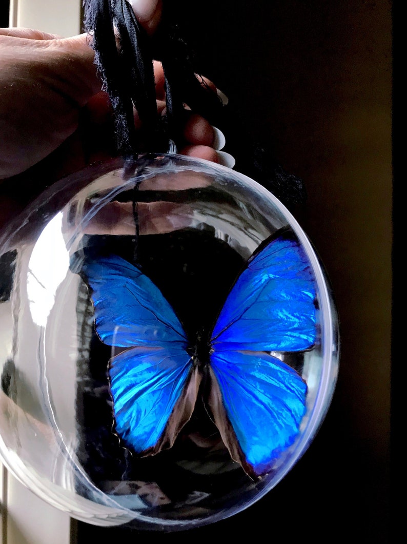 Morpho menelaus Butterfly Dome