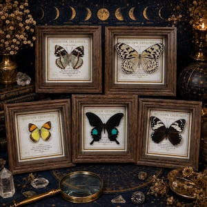 Puede incluir: Cinco marcos de madera cuadrados que contienen mariposas preservadas. Cada marco presenta un fondo blanco con el texto DOZOCOPA CHERUBINA y un espécimen de mariposa único. Las mariposas muestran varios patrones en negro, blanco, amarillo y verde azulado.