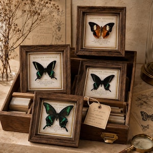 Puede incluir: Cuatro marcos de madera cuadrados que contienen mariposas preservadas con alas oscuras y detalles en verde o naranja. Cada marco incluye una tarjeta blanca con el texto DOZOCOPA CHERUBINA y una etiqueta de papel en la caja de madera.