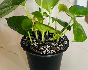 Thriving Pothos Plant in 4" Nursery Pot