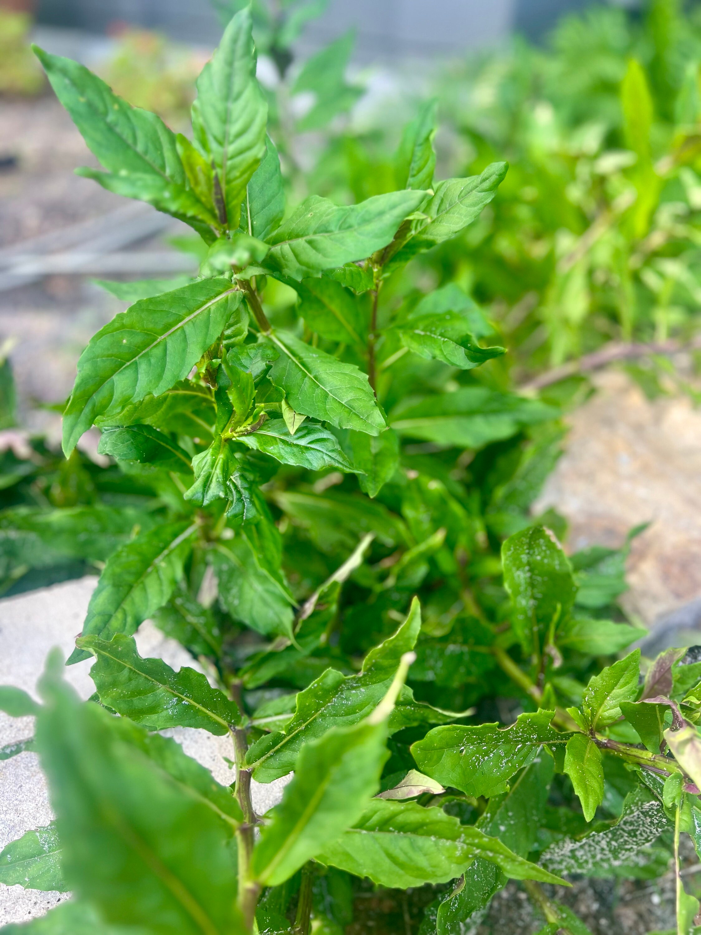 Perennial Okinawa Spinach cuttings (3) unrooted