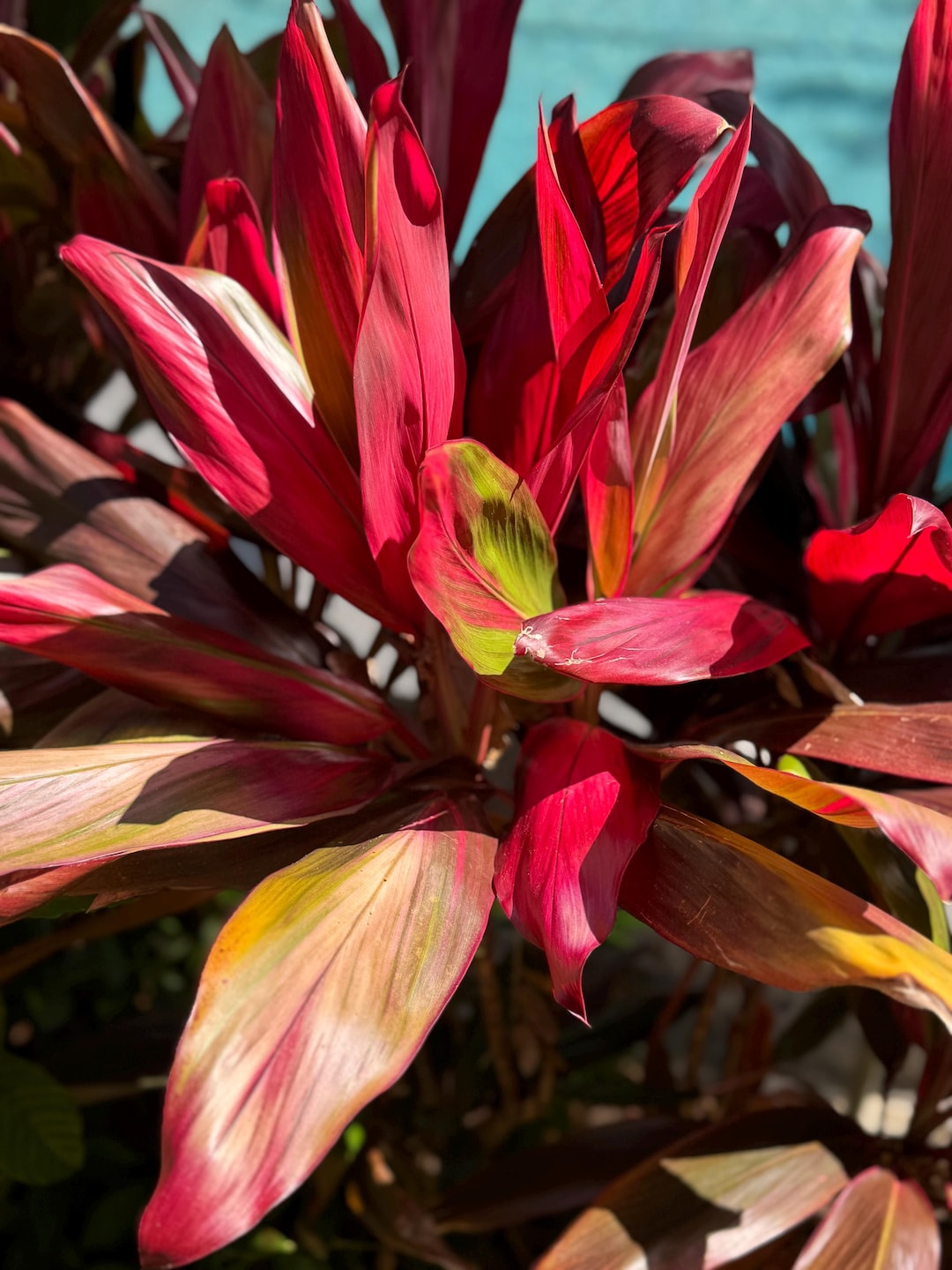 Cordyline Hawaiian Ti