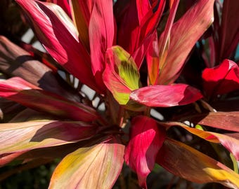 Cordyline Fruticosa aka Hawaiian Ti Plant cuttings (2) unrooted