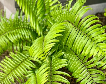 Florida Native Macho Fern Fronds (5) with roots