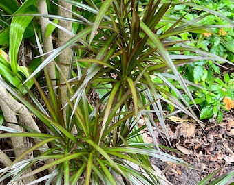 Dracaena Marginata aka Dragon Tree cuttings (2) unrooted