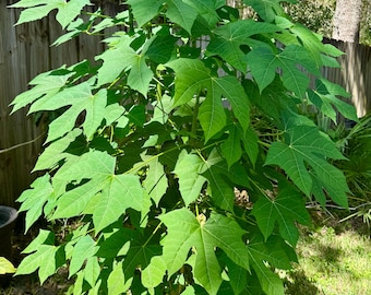 Cnidoscolus aconitifolius aka Chaya aka Mexican Tree Spinach cuttings (4) unrooted