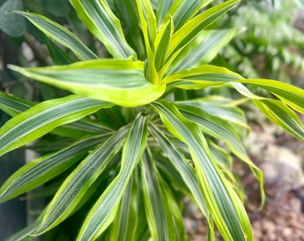 Lemon Lime Dracaena cuttings (2) unrooted