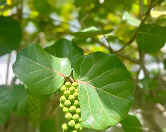 Florida Native Sea Grape cuttings (3) unrooted