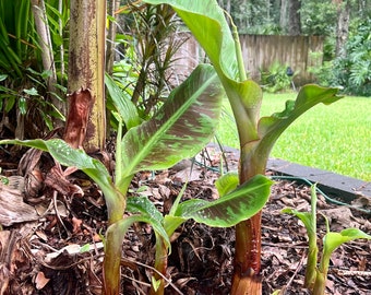 Dwarf Cavendish Banana rooted plant pup