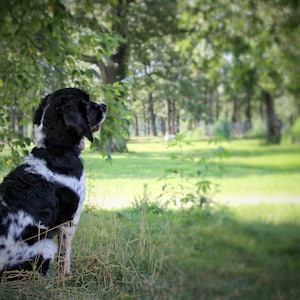 Springer Spaniel Digital Print
