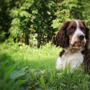 Springer Spaniel Digital Print