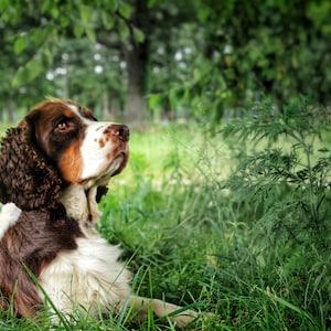 Springer Spaniel Digital Print
