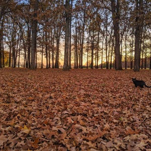 Black Cat in Fallen Leaves Digital Print