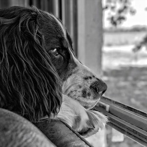 Springer Spaniel - Black and White Digital Print