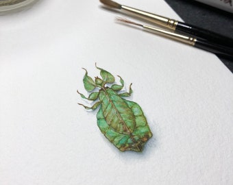 Miniature Leaf Insect