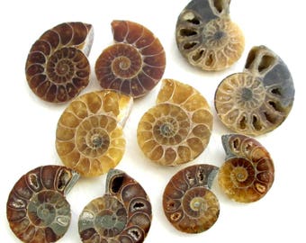 Sets of Real Ammonite Cabochons, Brown Fossil Cab Pairs, Natural Stone Cephalopod Jewelry Supplies