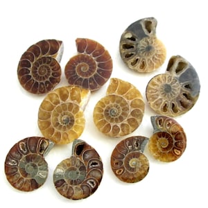 Ensembles de cabochons d'ammonites véritables, paires de cabochons fossilisés bruns, fournitures pour bijoux en pierre naturelle de céphalopodes
