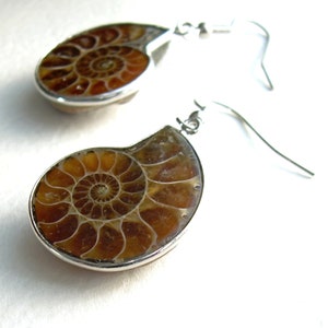 May include: A pair of earrings featuring fossilised ammonites. Each earring showcases a polished, brown and tan ammonite fossil set within a silver-coloured metal frame. The earrings display a spiral pattern and hang from silver-coloured ear wires.