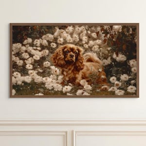 Peut inclure: Un chien Cavalier King Charles Spaniel brun et blanc allongé dans un champ de fleurs blanches. Le chien regarde la caméra, la langue légèrement sortie.