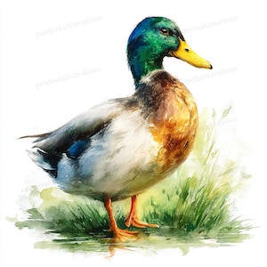 Puede incluir: Pintura a la acuarela de un pato real macho. El pato tiene la cabeza verde, el cuerpo marrón y el pico amarillo. Se encuentra en aguas poco profundas con hierba verde en el fondo. La obra de arte es una ilustración de temática natural.