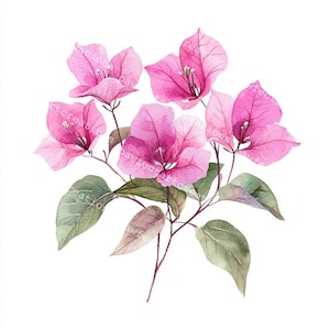 Bougainvillea Flower Clipart: Watercolor Pink Floral Art, Junk Journal (JPG Digital Download)
