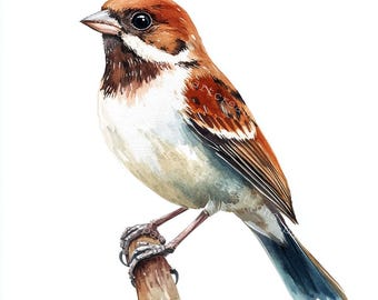 Clipart de acuarela de gorrión: Arte de aves, diario basura (descarga digital)
