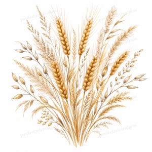 Op de afbeelding: Een aquarelillustratie van een boeket tarwe en granen met goudbruine stengels, aren en delicate grassen in een waaiervorm. Het kunstwerk toont verschillende texturen van gedroogde planten in tinten van beige en bruin.