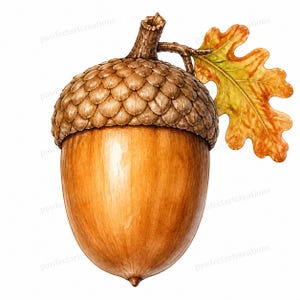 May include: A detailed watercolour illustration of a single acorn with a textured brown cap and a smooth, light brown nut. A small twig is attached to the top, featuring a single, lobed oak leaf in shades of yellow, orange, and brown.