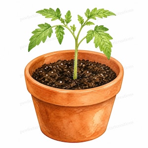 May include: A watercolor illustration of a young tomato plant with vibrant green leaves and a fuzzy stem, growing in a round, terracotta-colored clay pot filled with dark brown soil. The plant is centered, showing detailed foliage and texture.