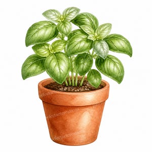 Può includere: Un'illustrazione ad acquerello di una pianta di basilico verde brillante con foglie larghe e rigogliose che cresce in un classico vaso di terracotta. La pianta presenta diversi steli che emergono da un terriccio marrone scuro e dettagliato.