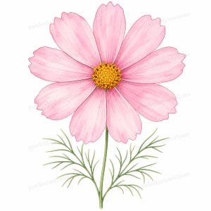 Può includere: Un'illustrazione ad acquerello di un singolo fiore di cosmo con petali rosa chiaro e un centro giallo strutturato. Il fiore è attaccato a un sottile stelo verde con delicate foglie verdi piumate che si estendono dalla base su sfondo bianco.
